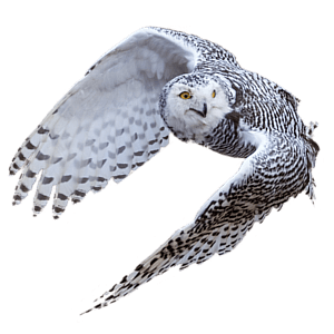 Open Sky Custom Software Development Page Floater Owl